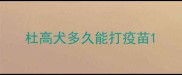 杜高犬多久能打疫苗