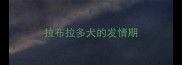 拉布拉多犬的发情期