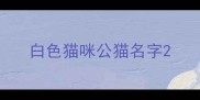 白色猫咪公猫名字