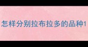 怎样分别拉布拉多的品种