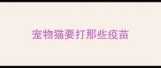 宠物猫要打那些疫苗