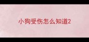 小狗受伤怎么知道