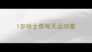 1岁哈士奇每天运动量