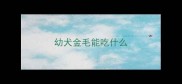 幼犬金毛能吃什么