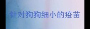 针对狗狗细小的疫苗