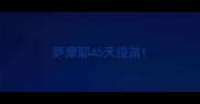 萨摩耶45天疫苗