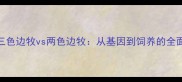 三色边牧vs两色边牧从基因到饲养的全面