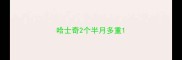 哈士奇2个半月多重
