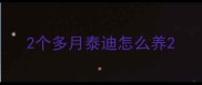 2个多月泰迪怎么养