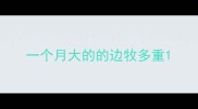 一个月大的的边牧多重
