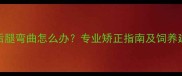 拉布拉多幼犬后腿弯曲怎么办专业矫正指南及饲养建议附视频
