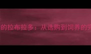 最大体型的拉布拉多从选购到饲养的完整指南