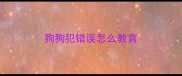 狗狗犯错误怎么教育
