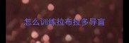 怎么训练拉布拉多导盲