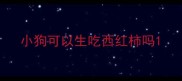 小狗可以生吃西红柿吗