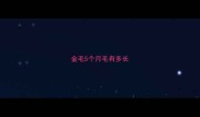 金毛5个月毛有多长