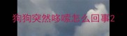 狗狗突然哆嗦怎么回事