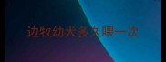 边牧幼犬多久喂一次