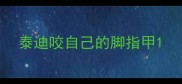 泰迪咬自己的脚指甲