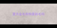 夏天金毛狗狗要剃毛吗