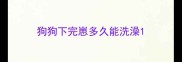 狗狗下完崽多久能洗澡