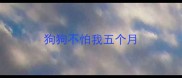 狗狗不怕我五个月