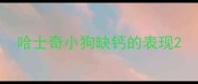 哈士奇小狗缺钙的表现