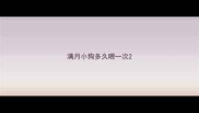 满月小狗多久喂一次