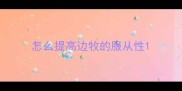 怎么提高边牧的服从性