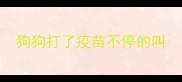 狗狗打了疫苗不停的叫