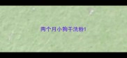 两个月小狗干洗粉