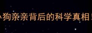 狗狗社交课小狗亲亲背后的科学真相附正确互动指南
