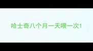 哈士奇八个月一天喂一次