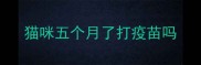 猫咪五个月了打疫苗吗