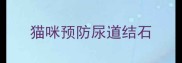 猫咪预防尿道结石