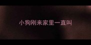 小狗刚来家里一直叫