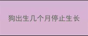 狗出生几个月停止生长