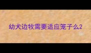幼犬边牧需要适应笼子么