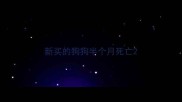 新买的狗狗半个月死亡
