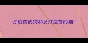 打疫苗的狗和没打疫苗的猫