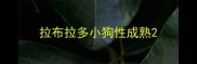 拉布拉多小狗性成熟