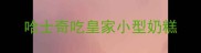 哈士奇吃皇家小型奶糕