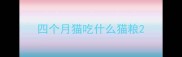 四个月猫吃什么猫粮