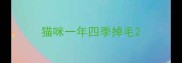 猫咪一年四季掉毛
