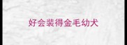 好会装得金毛幼犬