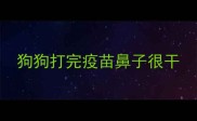 狗狗打完疫苗鼻子很干