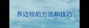 养边牧的方法和技巧
