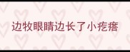 边牧眼睛边长了小疙瘩