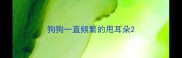 狗狗一直频繁的甩耳朵