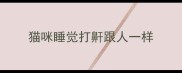 猫咪睡觉打鼾跟人一样